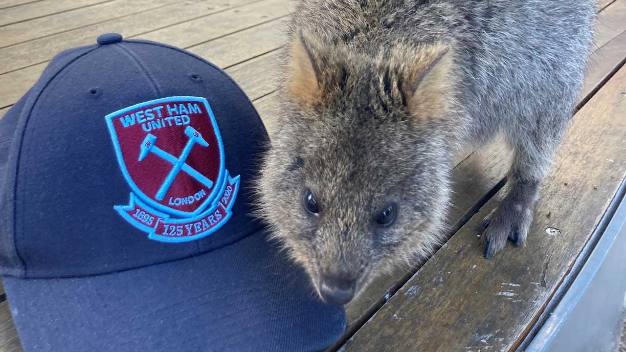 Quokka with West Ham cap